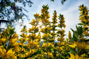 garden loosestrife in the cottage garden in backlight garden loosestrife in the cottage garden in backlight